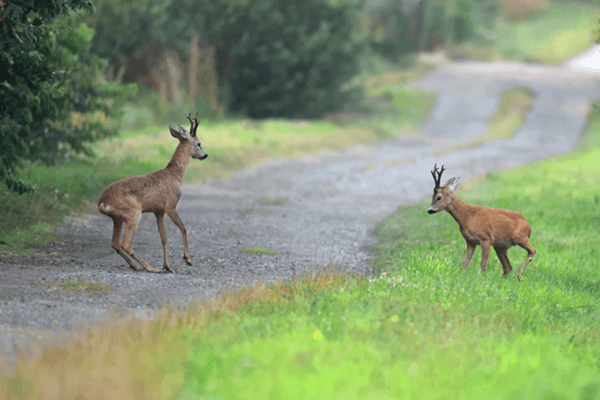 Jagd und Tierschutz: Was die Praxis mit Wildtieren macht