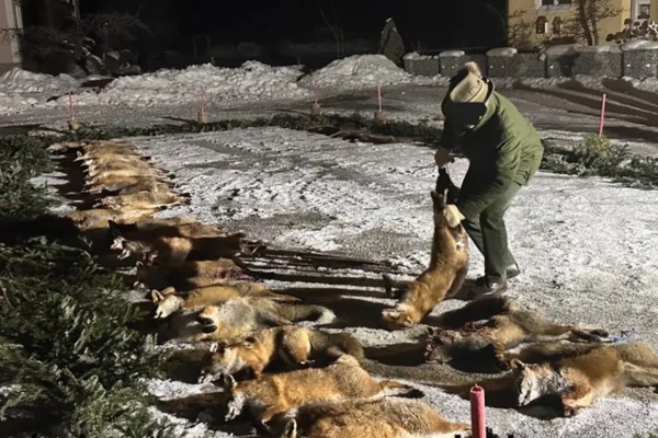 Notte della volpe: 50 volpi uccise a Salisburgo