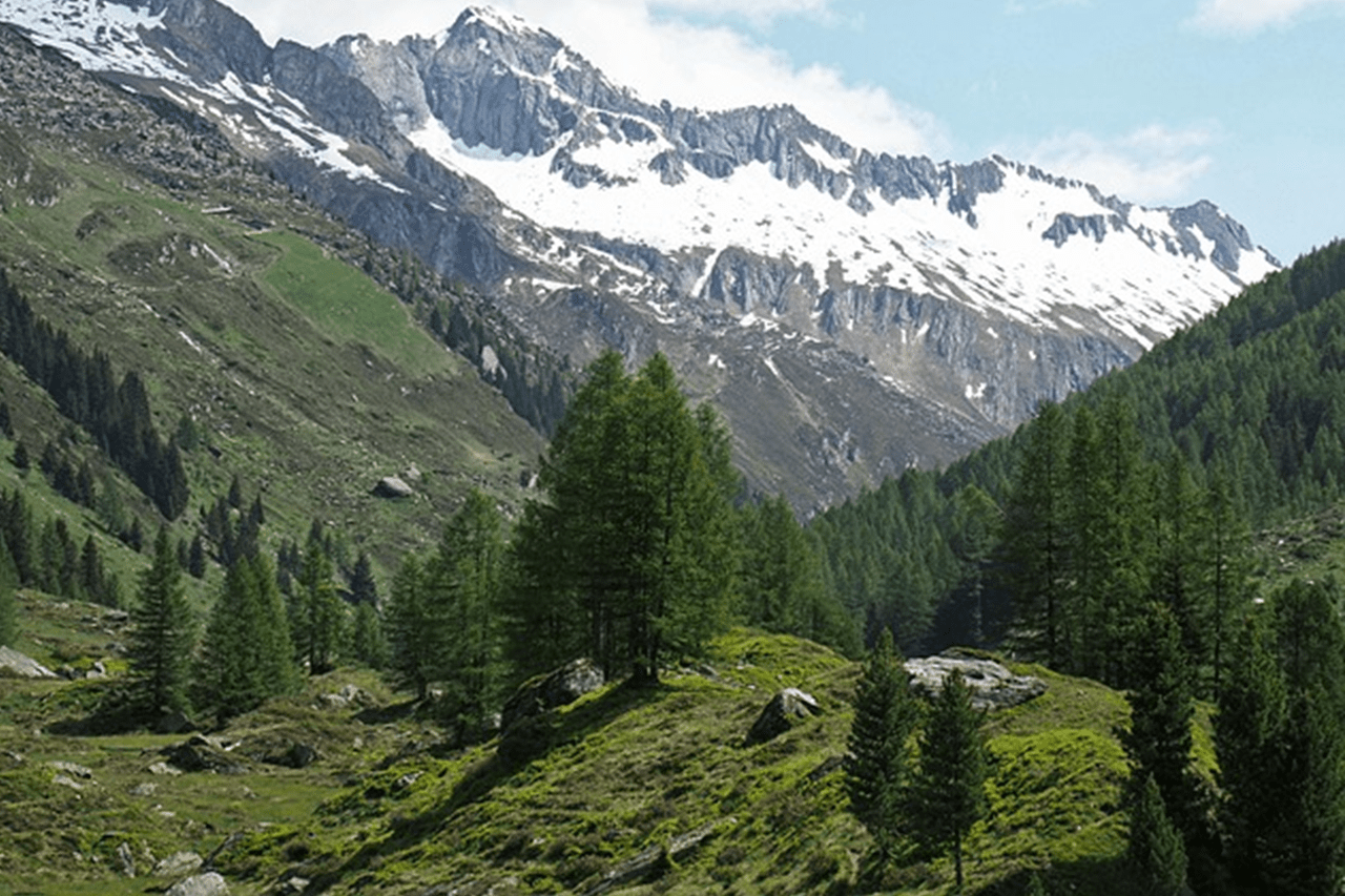 Schutzwald vor Hobby-Jagd schützen und Beutegreifer integrieren