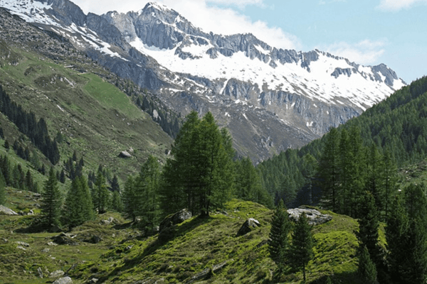 Mustertext: Schutzwald und Beutegreifer schützen