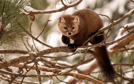 Tageslage Schweiz Jagd und Wildtiere