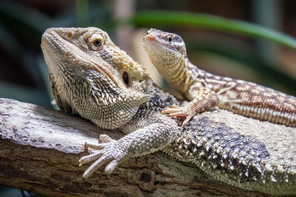 TierCrime-Podcast: Tierquälerei im Berner Jura