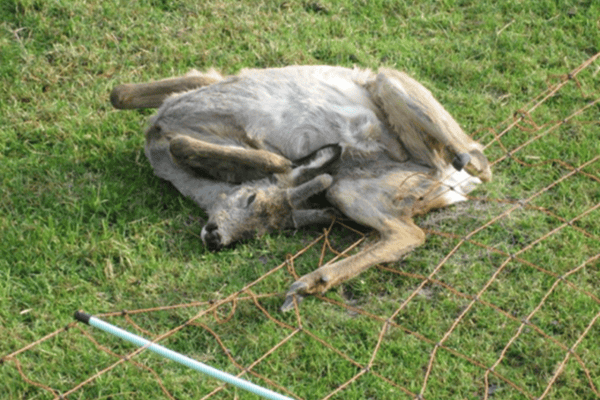Tierschutzkonforme Zaun- und Weidenetzvorgaben