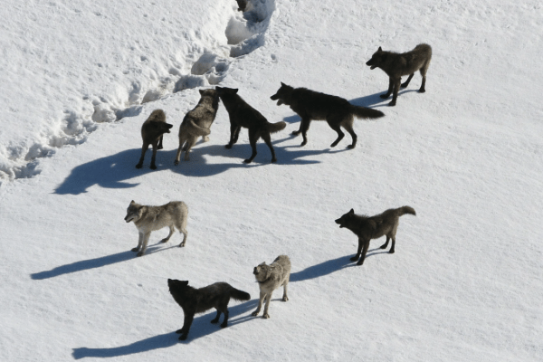 Calanda-Wolf: Warum es 2026 wieder brisanter wird