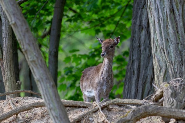 Quand une erreur de chasse devient une souffrance animale