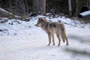 Wolf in der Surselva erschossen Wenn „Irrtum“ zur Standardausrede der Hobby-Jagd wird