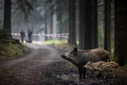 Afrikanische Schweinepest: Was die Seuche für Wildschweine und Jagd bedeutet Afrikanische Schweinepest Was die Seuche für Wildschweine und Jagd bedeutet