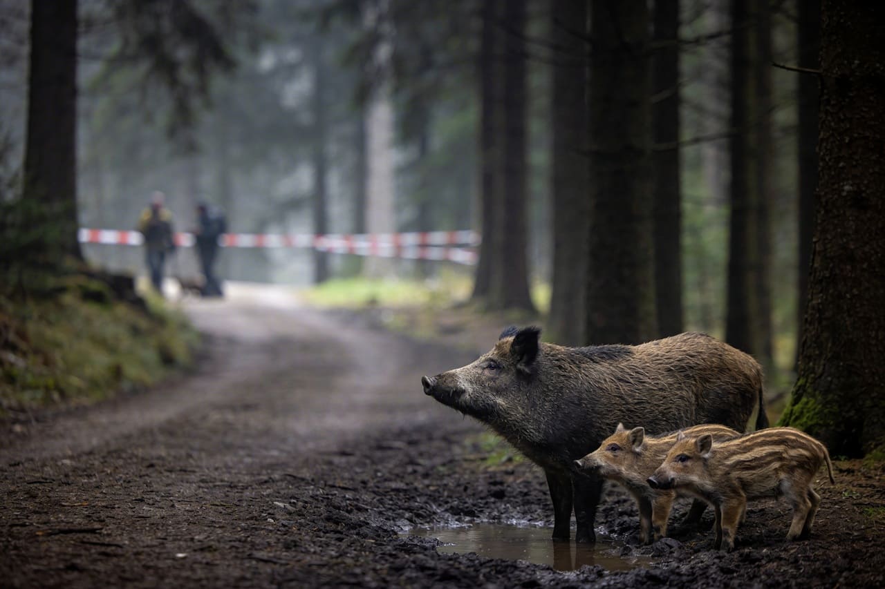 Afrikanische Schweinepest Was die Seuche für Wildschweine und Jagd bedeutet
