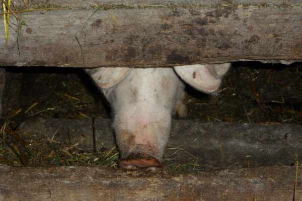 Schweinepest als Rechtfertigung der Hobby-Jagd