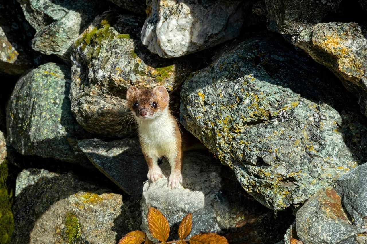 Alternativen zur Hobby Jagd