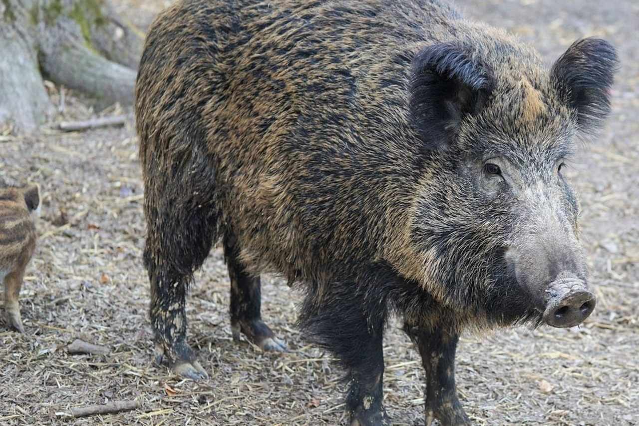 Das Wildschwein