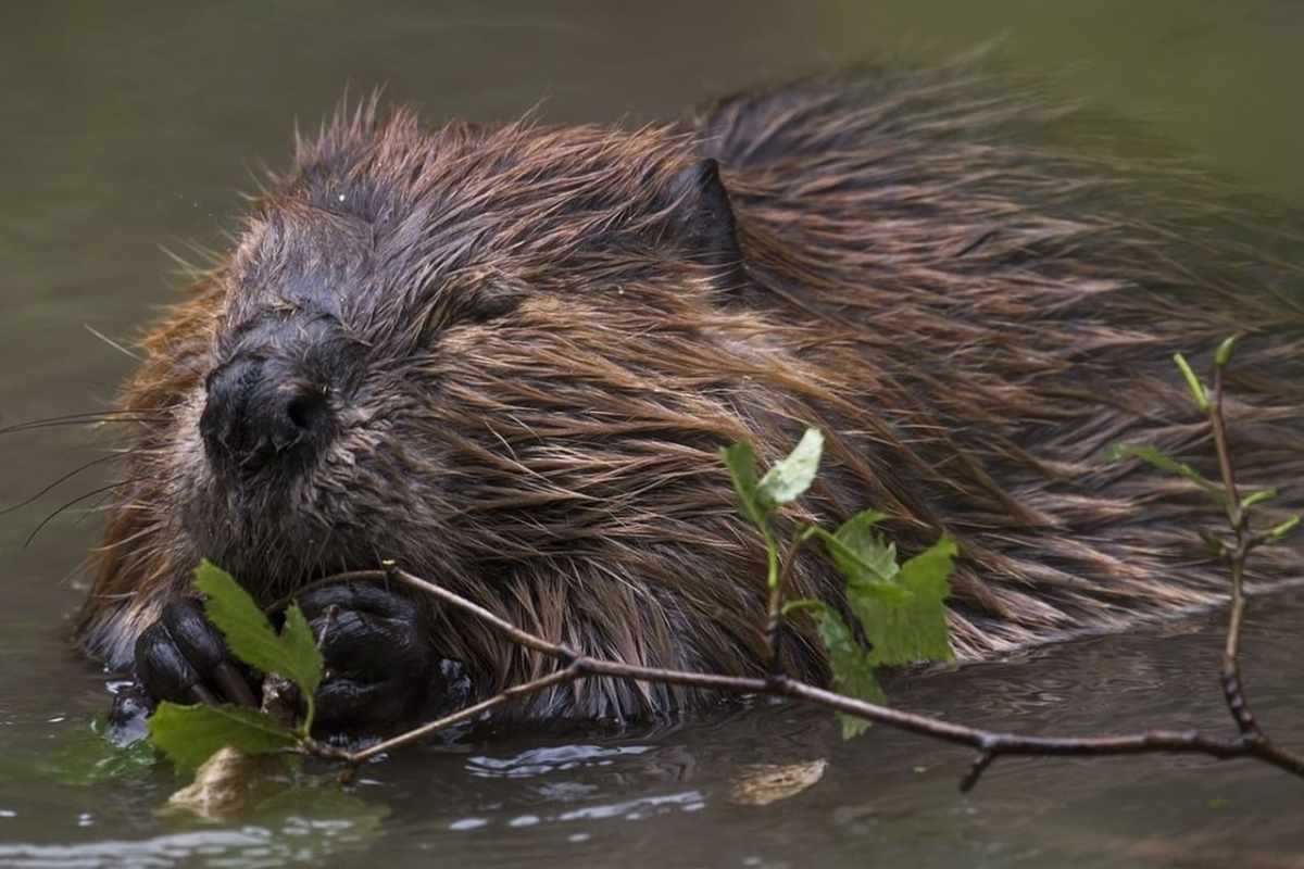 Bæveren