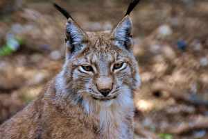 Der Luchs in der Schweiz
