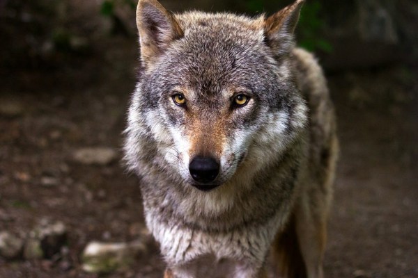 Der Wolf