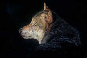 Le loup en Europe : comment la politique et la chasse de loisir compromettent la conservation des espèces