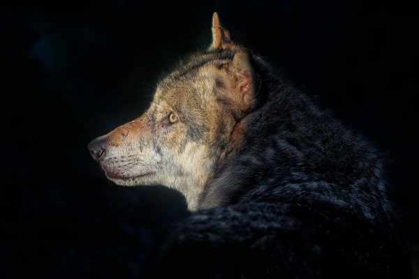 Wolf in Europa: Politik und Hobby-Jagd gegen Artenschutz