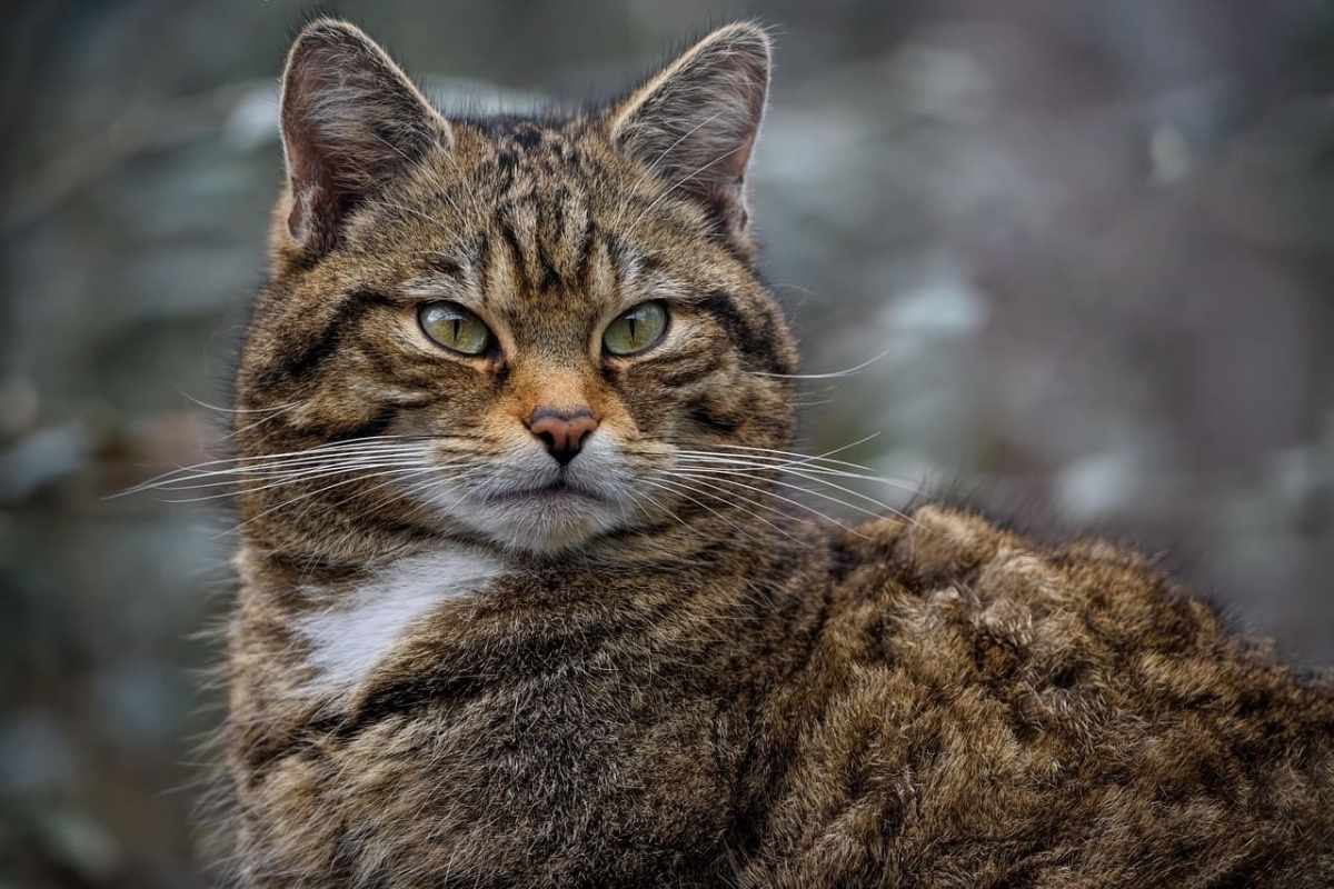 De wilde kat in Zwitserland Terug van uitsterven, bedreigd door onverschilligheid