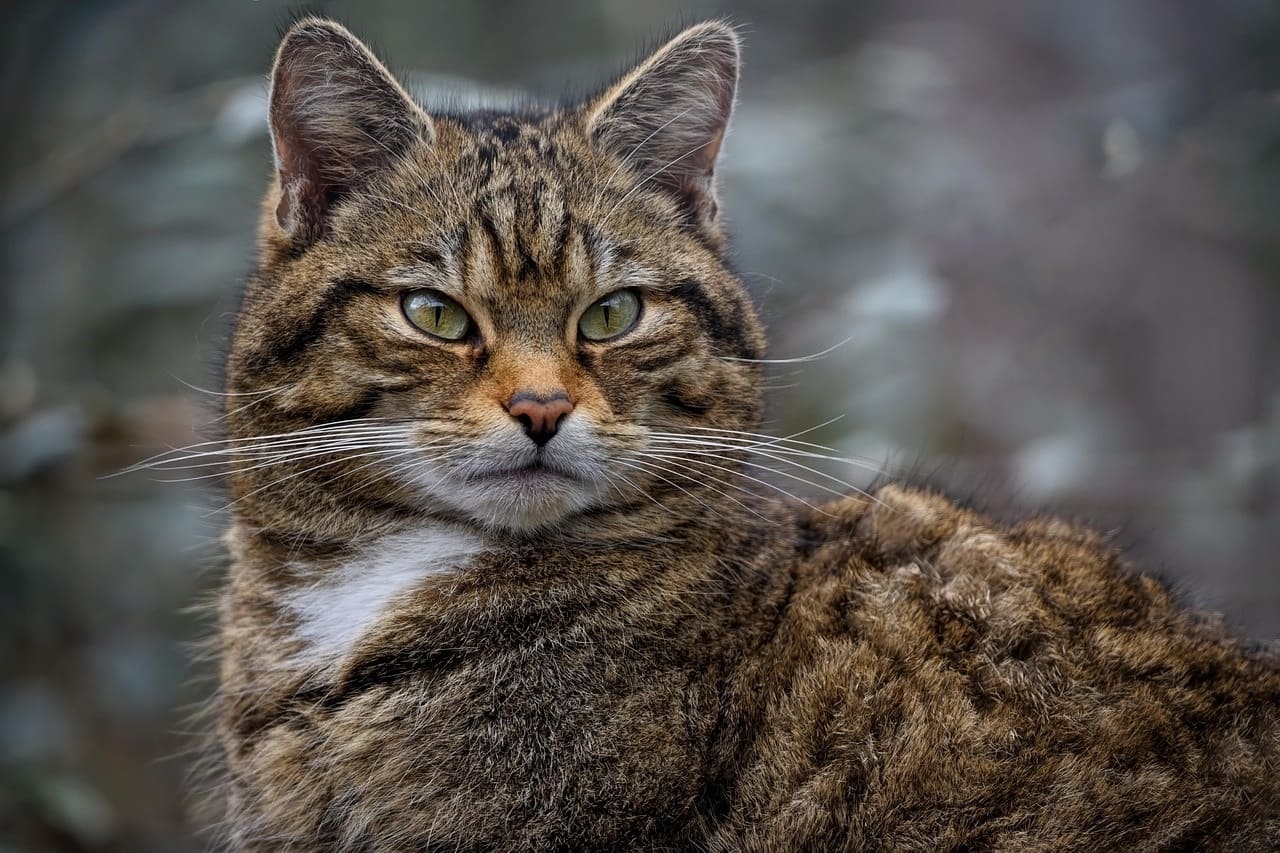 The wildcat in Switzerland: Back from extinction, threatened by indifference