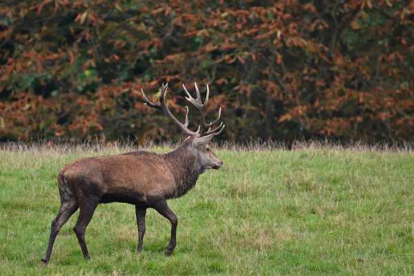Mustertext: Abschaffung der Sonderjagd