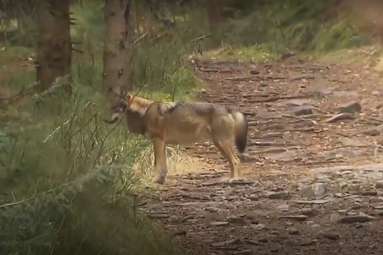 Ein zutraulicher Wolf und ein grosses Erholungsgebiet