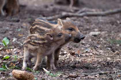 Feld als Kriegszone, Wald als Alibi Zürichs fragwürdiger Umgang mit Wildschweinen