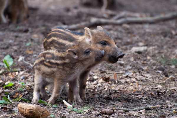Zürichs fragwürdiger Umgang mit Wildschweinen