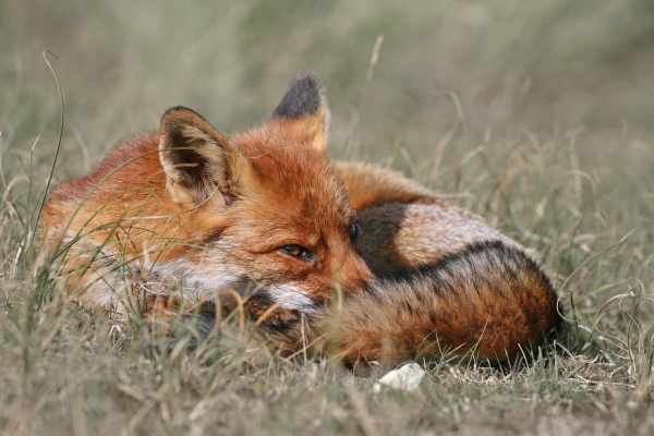 Frankreich und der Fuchs: Jagdmythen entlarvt
