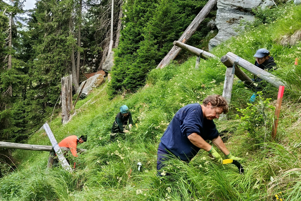 Volontari al posto delle armi: il progetto di riforestazione montana chiede aiuto.