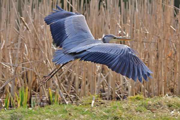 Cacciatore per hobby rifiuta l'abbattimento di un airone cenerino: assolto