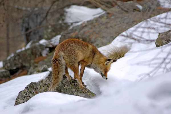 Jagd und Wildtierkrankheiten