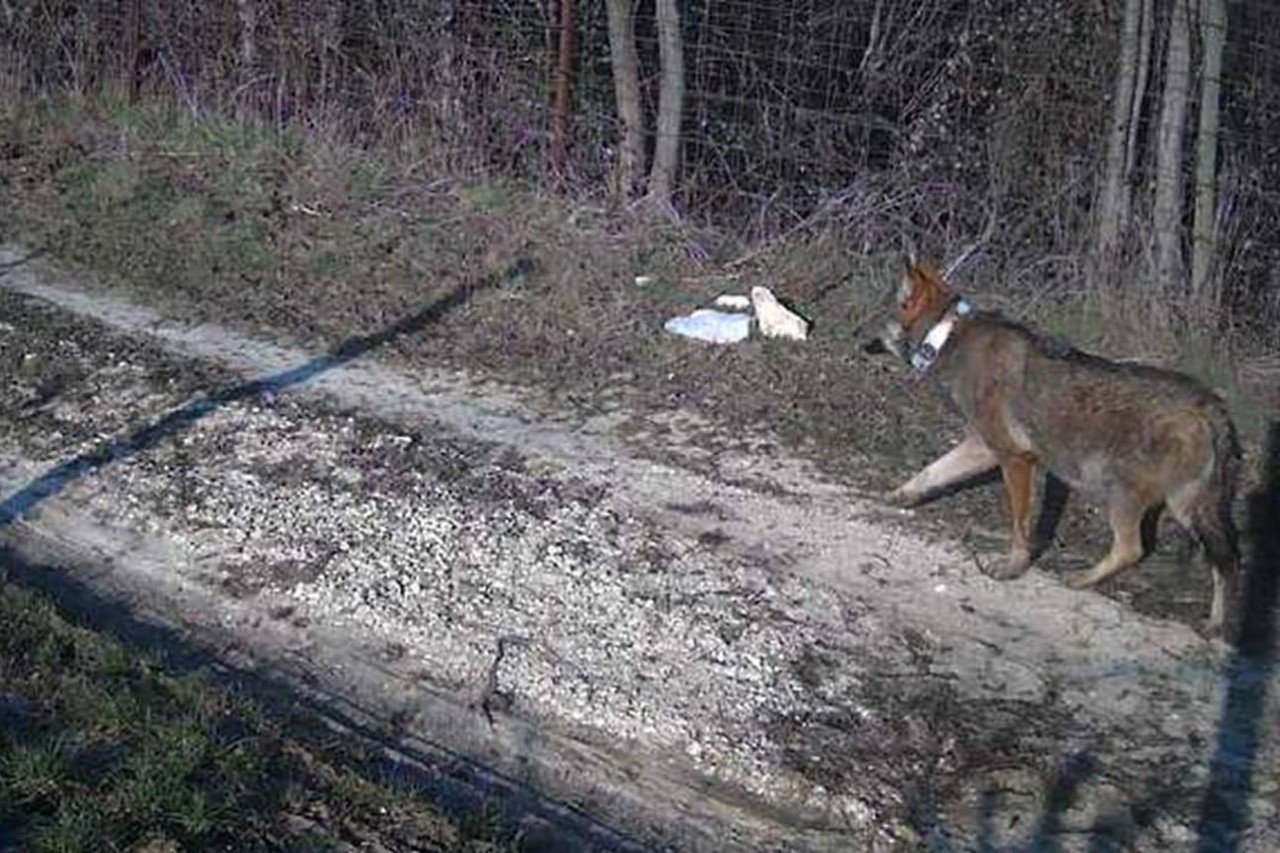 La Carinzia abbatte il lupo da ricerca «Andrea» Scienza distrutta, diritto UE ignorato