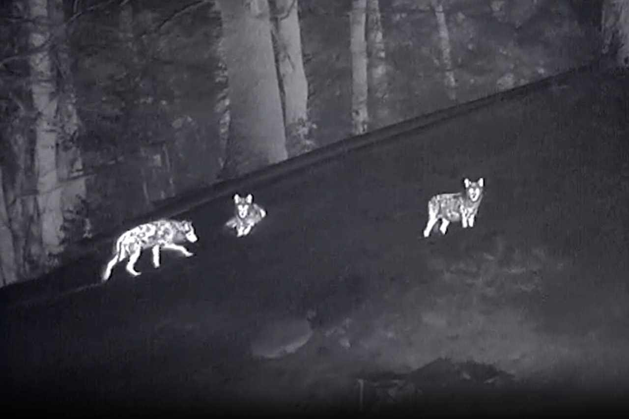 Nachtjagd und Hightech Jagd Wie Wärmebildkameras, Nachtzielgeräte, Drohnen und digitale Lockrufe das Märchen vom fairen Waidwerk entlarven