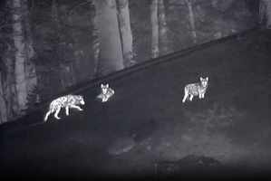 Chasse nocturne et chasse de haute technologie : comment les caméras thermiques, les dispositifs de vision nocturne, les drones et les appeaux numériques révèlent le mythe de la chasse équitable