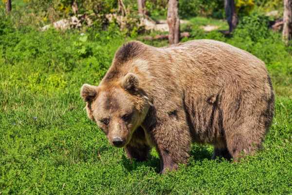 Schweden und die Braunbärenjagd