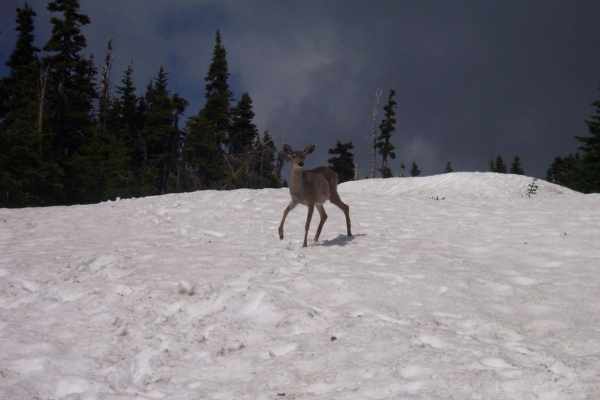Sonderjagd in Graubünden