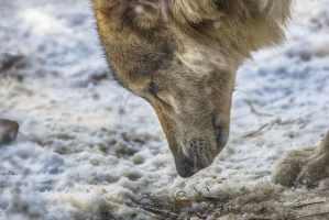 Image symbolique d'un loup dans un paysage alpin hivernal ; bilan du loup du Valais