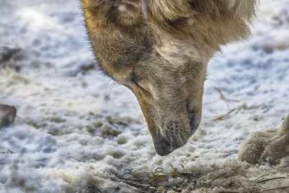 Symbolbild Wolf in winterlicher Alpenlandschaft Walliser Wolfsbilanz