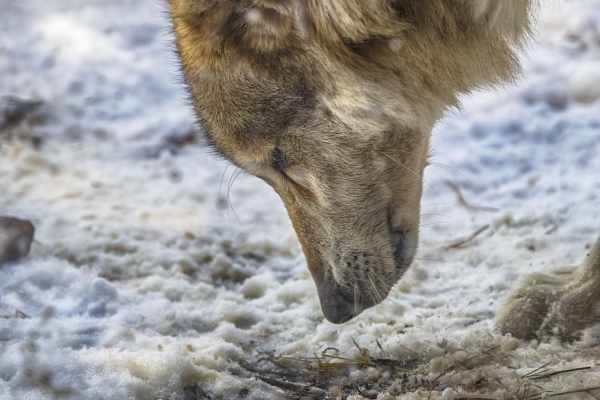 Walliser Wolfsbilanz 2025/2026: Zahlen eines Massakers