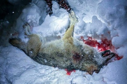 Wie die Jagdpolitik in Skandinavien eskaliert