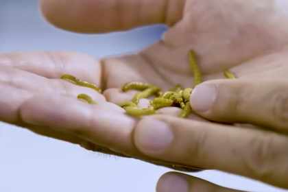 Unsichtbare Tierfabriken mit Milliarden Tieren Unsichtbare Tierfabriken mit Milliarden Tieren