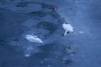 Warum tote Vögel im Ökosystem mehr sind als ein trauriger Anblick Warum tote Vögel im Ökosystem mehr sind als ein trauriger Anblick