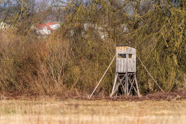 Wenn der Wolf begrenzt wird, die Hobby-Jagd aber wächst
