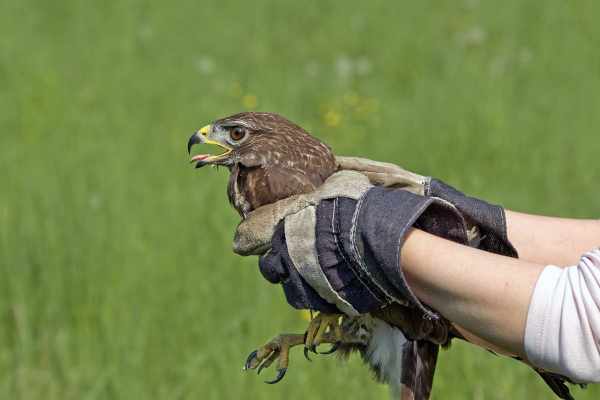 Perché il diritto sulla protezione degli animali finisce al limite del bosco