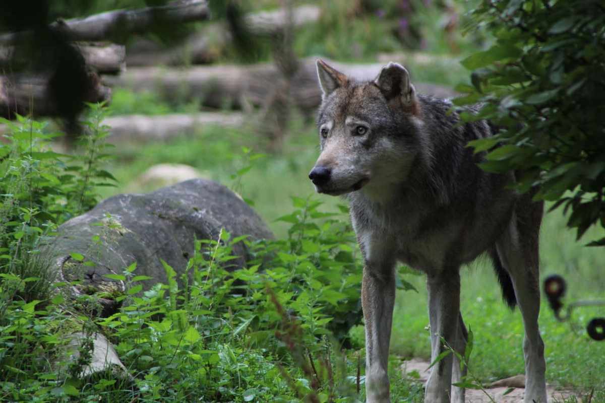 Lobo función ecológica y realidad política