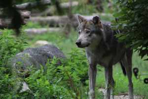 Loup : Fonction écologique et réalité politique