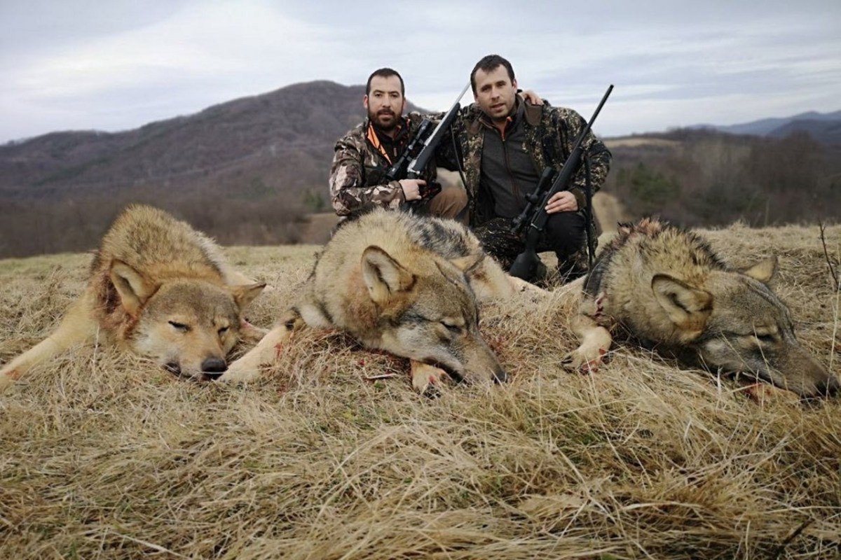 Wolf Trophäenjagd Wie EU Verbote durch Schlupflöcher zur Farce werden