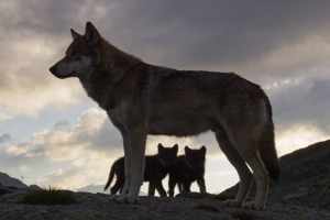 Les loups en Suisse : faits, politique et limites de la chasse