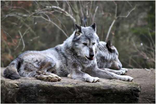 Wolfsjagd 2026 gestoppt: Gerichte schützen den Wolf