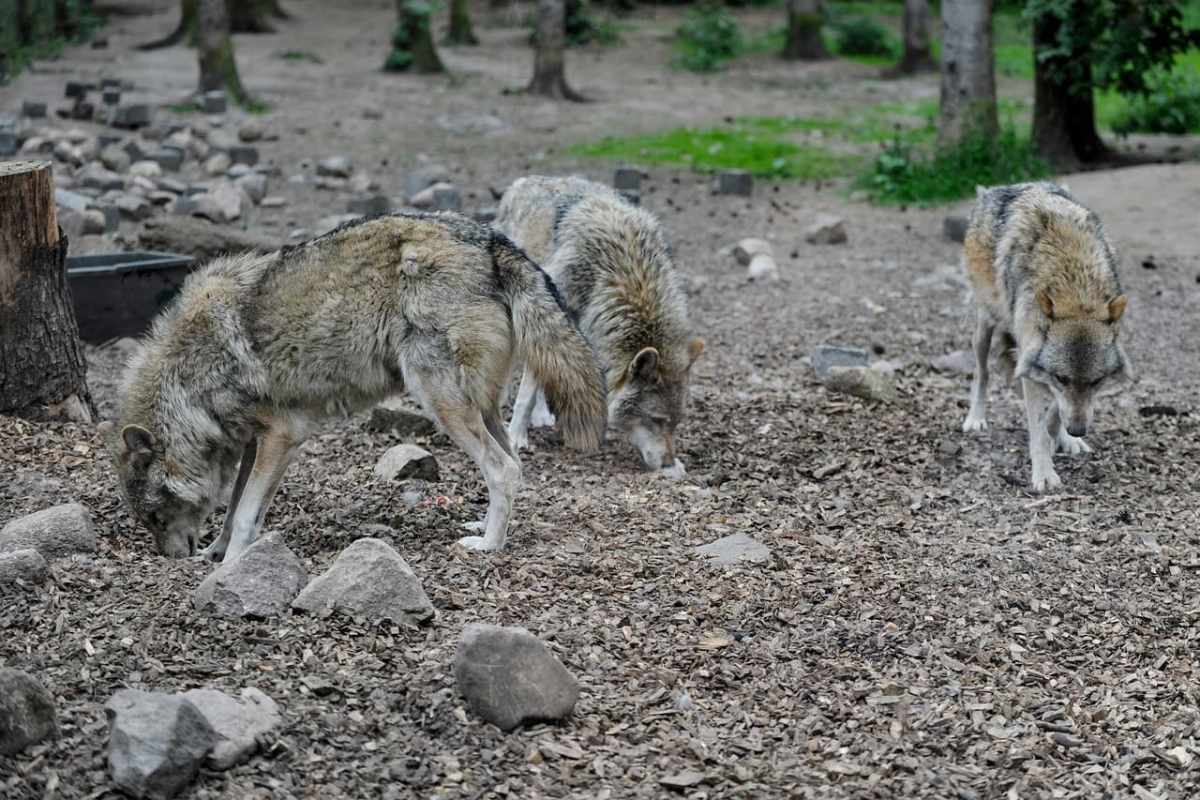 Un estudio de hace diez años, aún ignorado Por qué las manadas estables matan menos animales de granja