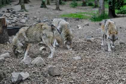 Zehn Jahre alte Studie, immer noch ignoriert: Warum stabile Rudel weniger Nutztiere reissen Zehn Jahre alte Studie, immer noch ignoriert Warum stabile Rudel weniger Nutztiere reissen